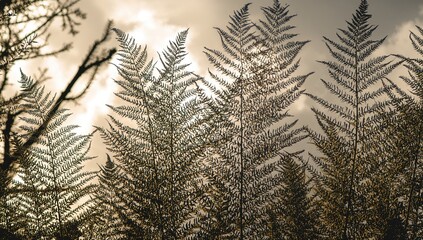 Silhouette of intricate Cyatheales fern leaves set against a bright sky, showcasing seasonal change
