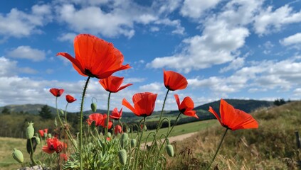 Obraz premium Vibrant red poppy flowers against a blue sky in a scenic view, seasonal change