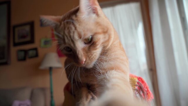 orange cat playing with the camera in a livingroom