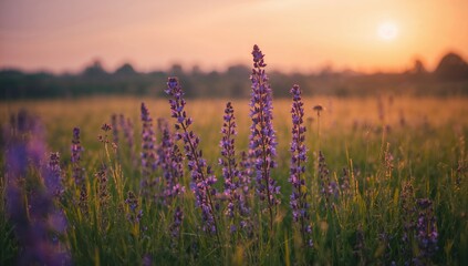 Purple wildflowers in a field during sunset, seasonal change