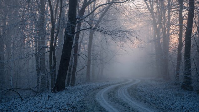 Morning fog enveloping a winter forest, showcasing seasonal change