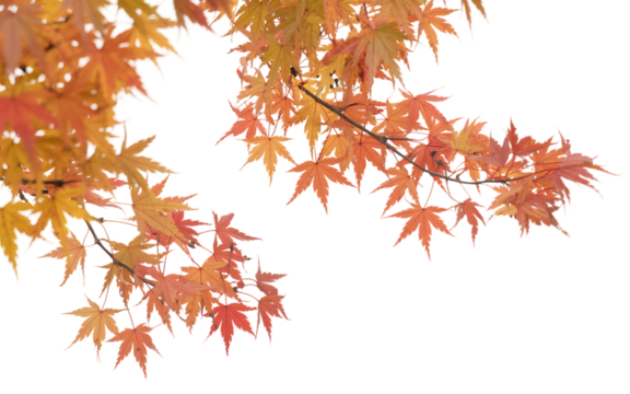 Autumn leaves on white background - Powered by Adobe