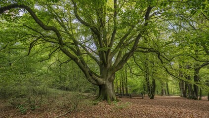 Lush forest with towering beech trees swaying, vibrant green leaves highlight seasonal change, spring