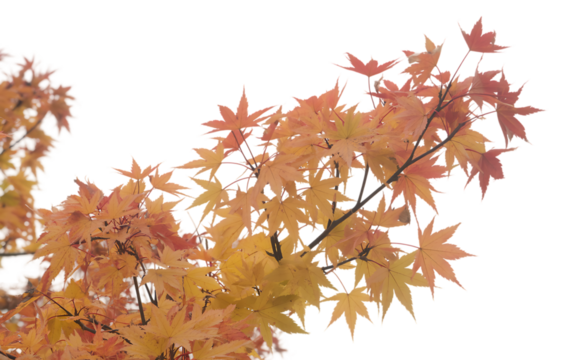 Autumn leaves on white background
