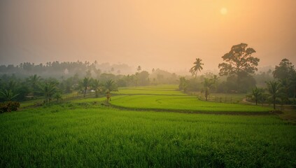 Aerial view of lush rice paddies surrounded by misty skies, showcasing agricultural abundance
