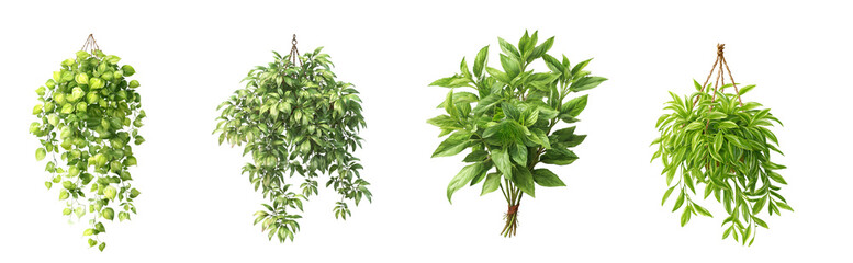 Obraz premium Four hanging plants with green leaves isolated on a black background in a studio setting view from above