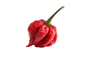 Carolina reaper pepper isolated on transparent background