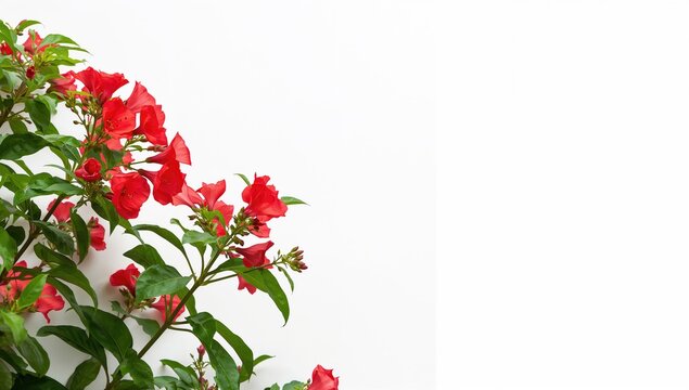 Red foliage against a bright white backdrop, ideal for editorial headers