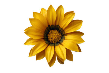 Bright yellow gazania flower with dark center isolated on transparent background