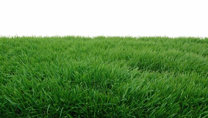 Obraz premium Green grass field on a white backdrop, ideal for editorial header background