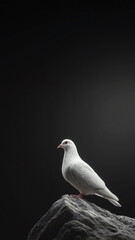 Obraz premium white dove perched on a mountain, symbolizing peace and solitude on a pure black background.