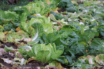 Chinese cabbage