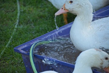 ducks on an organic farm