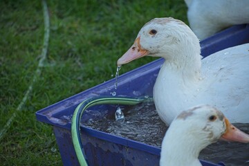 ducks on an organic farm