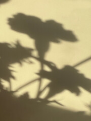 Shadow of flowers on a light wall. Silhouettes of marigolds on a yellow background