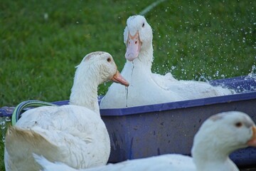 ducks on an organic farm