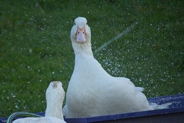 ducks on an organic farm