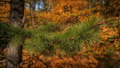 Pine branch with needles, summer forest texture, natural wood backdrop