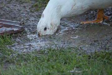 duck on an organic farm