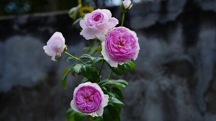Mon coeur rose flower collection : beauty rose flower for beauty and romantic concept