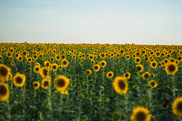 Obraz premium Golden sunflower field stretching to the horizon in soft evening light. Calm summer mood, natural patterns and warm floral atmosphere.