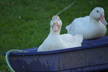 ducks on an organic farm