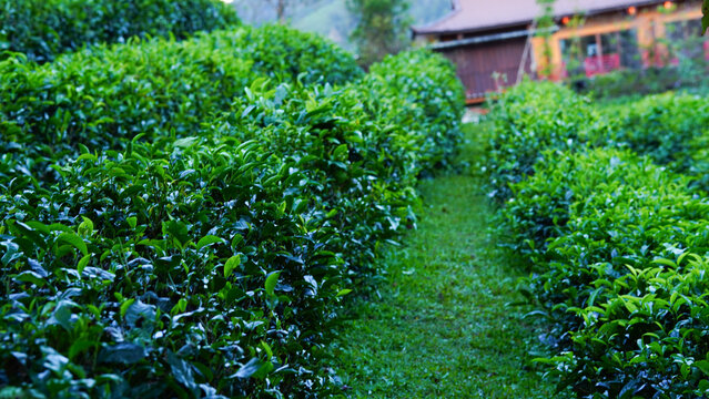 Ban Rak Thai, Mae Hong Son resort in green tea plantation on the hill and lake at  village, chinese style hotel and resort, famous tourist attractions is another landmark of North Thailand.