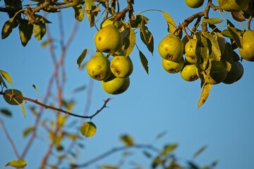 pears on a tree in autumn