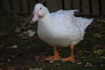 duck on an organic farm