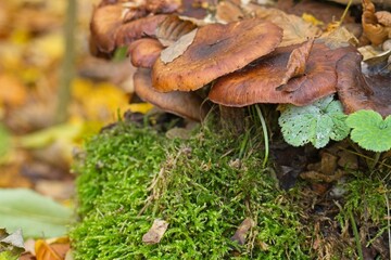 tree mushrooms and moss in a forest in autumn