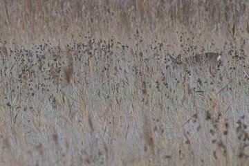 blurred picture of two deers in high grass in autumn