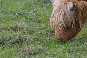 highland cattle in a pasture