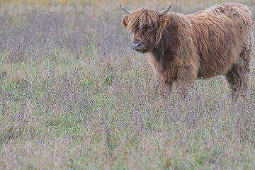 highland cattle in a pasture
