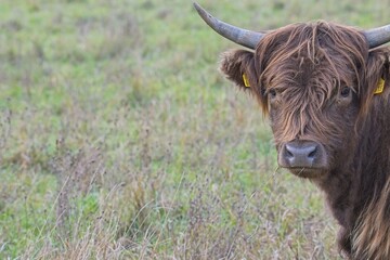 highland cattle in a pasture