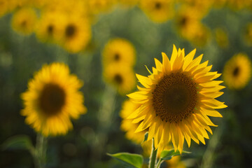 Obraz premium Sunflower in warm evening light with soft, dreamy bokeh. Natural summer mood, bright petals and gentle rural atmosphere.