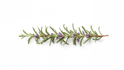 Obraz premium Rosemary herb leaf sprig in bloom isolated on a white backdrop, beneficial herb for culinary use