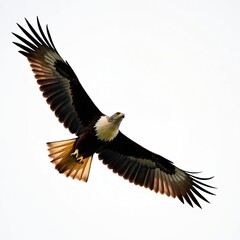 Obraz premium Large white-bellied sea eagle soars with majestic wings spread wide. Powerful bird glides freely high in bright sky. Shows grace, strength in flight, symbol of freedom in wild nature. Predatory