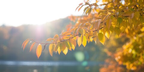 Autumn leaves on a branch glow in the sunlight, creating a warm and inviting scene perfect for seasonal backgrounds