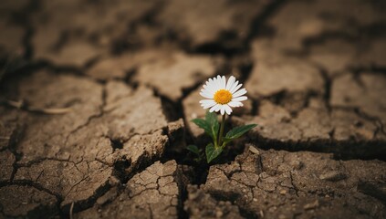Fototapeta premium A solitary daisy emerges from arid, fractured earth, symbolizing resilience in harsh conditions