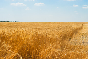 Endless golden wheat glowing in summer sun. Warm tones, clear sky and soft rural atmosphere — ideal for natural and agricultural design themes.
