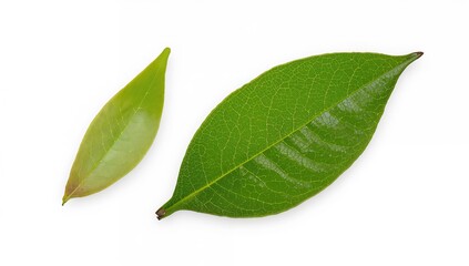 Kaffir lime leaves on a white backdrop, beneficial ingredient for flavor enhancement