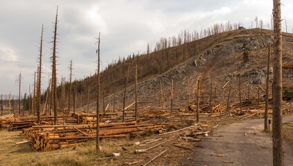 Taiga landscape with dry trees along a mountainside, highlighting erosion risk