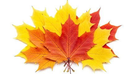 Fototapeta premium A cluster of autumn maple leaves in vibrant red orange and yellow isolated on white background