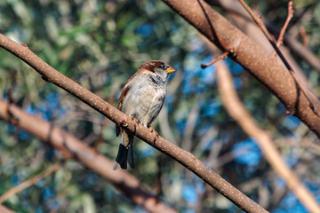 Moineau pos&eacute; sur une branche de murier platane en hiver