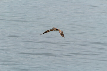 A Brown Pelican Soaring Over Water