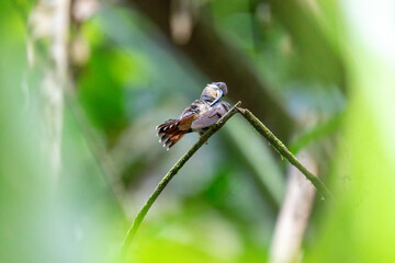 A rufous breasted hermit (Glaucis hirsutus) hummingbird perched on a twig at the Main Ridge Rainforest Reserve