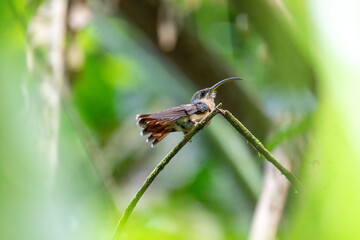 A rufous breasted hermit (Glaucis hirsutus) hummingbird perched on a twig at the Main Ridge Rainforest Reserve