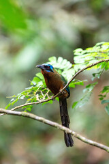 Trinidad motmot perched on a branch in the Main Ridge Rainforest Reserve, Tobago