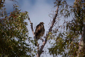 Black-chested Buzzard-Eagle