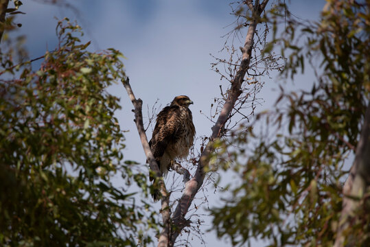 Black-chested Buzzard-Eagle